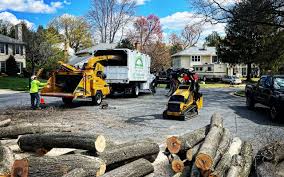 How Our Tree Care Process Works  in  Ashland, CA
