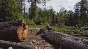 Best Tree and Shrub Care  in Ashland, CA