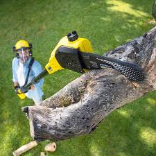 Best Tree Trimming and Pruning  in Ashland, CA