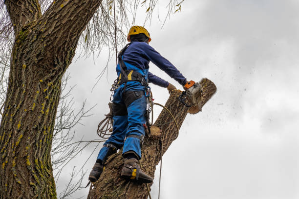 Best Tree Health Inspection  in Ashland, CA