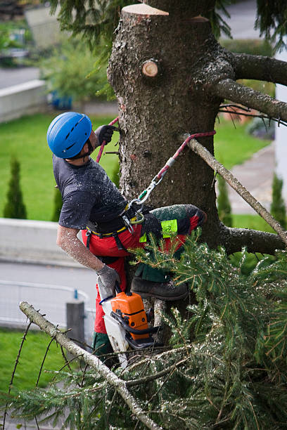 Best Hedge Trimming  in Ashland, CA