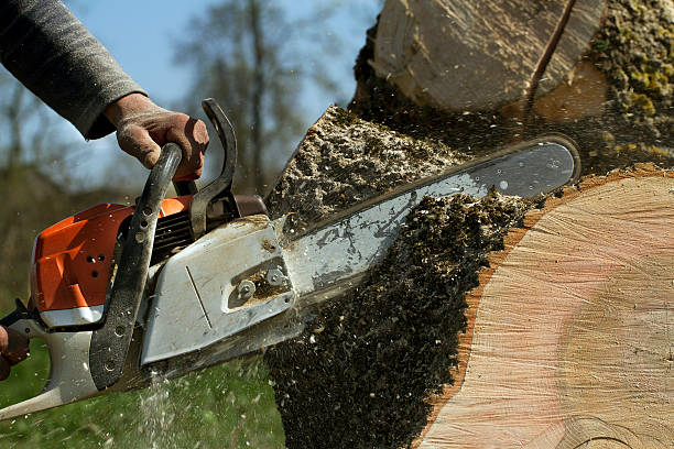 Best Lawn Pest Prevention  in Ashland, CA