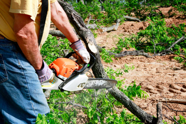 Best Lawn Watering Services  in Ashland, CA